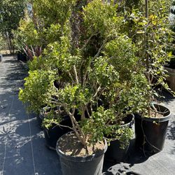 Japanese boxwood topiary bonsai 