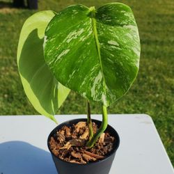 Variegated Albo Monstera 