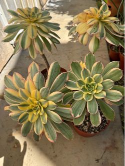 Aeonium plants