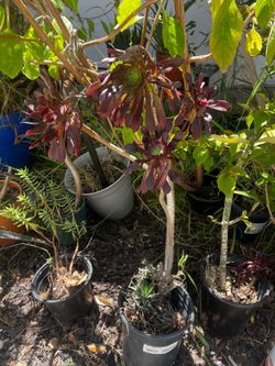 Assorted plants