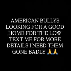 AMERICAN BULLYS NEED GONE ASAP