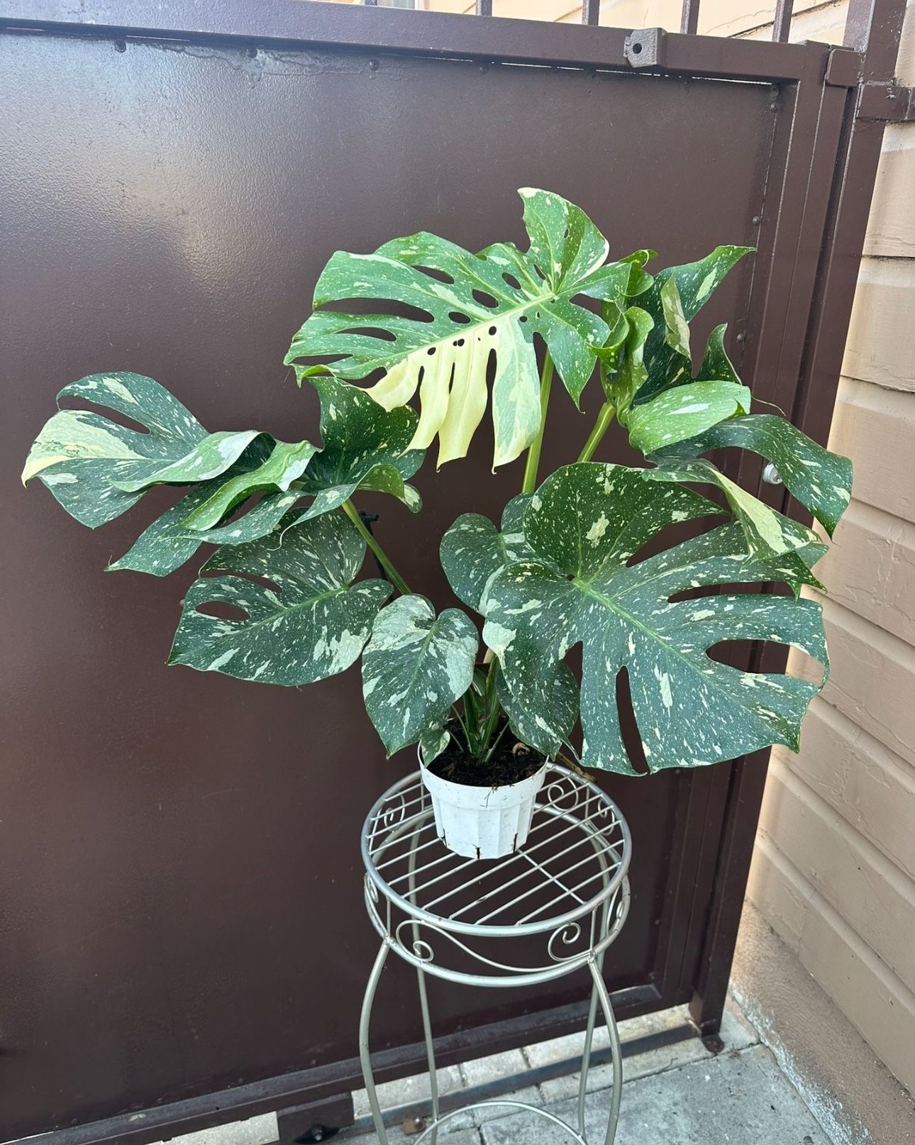 6” Big Thai Constellation 