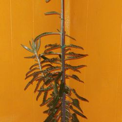 Mother Of A Thousand 