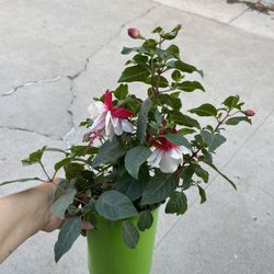Fucshia Plant In One Gallon Pot