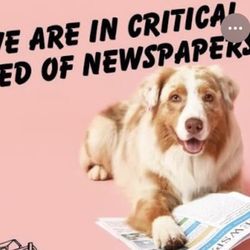 Needed Free News Papers For Puppies Lake Elsinore 