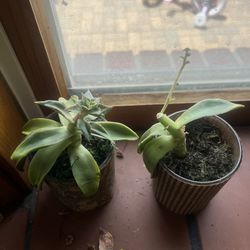 Two succulent plants