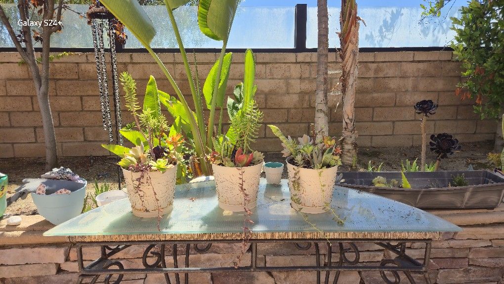 Gorgeous Succulents