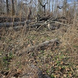 Free Wood