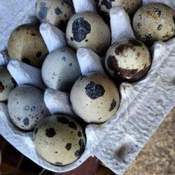 12 Quail Eggs-huevos de Codornices 