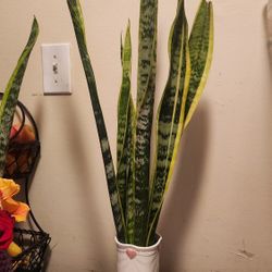 Vase De Ceramica Con Sansevieria 