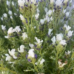 Hardy LAVENDER plants!! So Many Varieties 