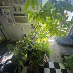 Very nice plants