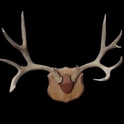 Mounted DEER antlers