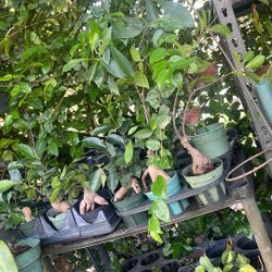 Bonsai 4” Live Plant Available 