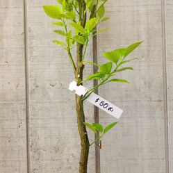 Calamansi, Calamondin, Tắc tròn chua VN