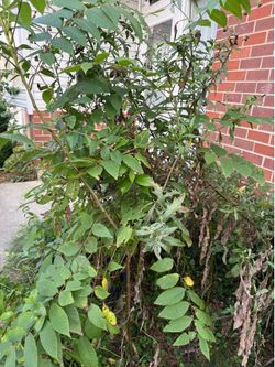 Young 4 ft Black Walnut Tree for relocating