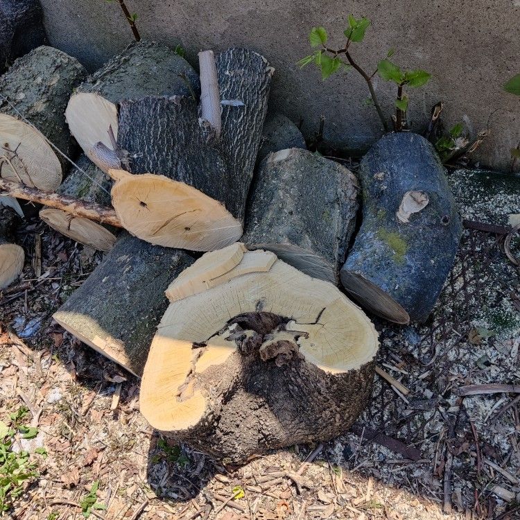 Tree Trunk Tree Logs Fire Wood Lumber Timber