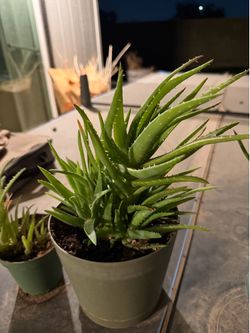 Beautiful Aloe Vera needs a loving home