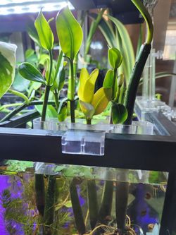 Red Mangrove Seedings