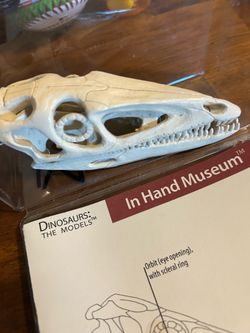 Dinosaur model