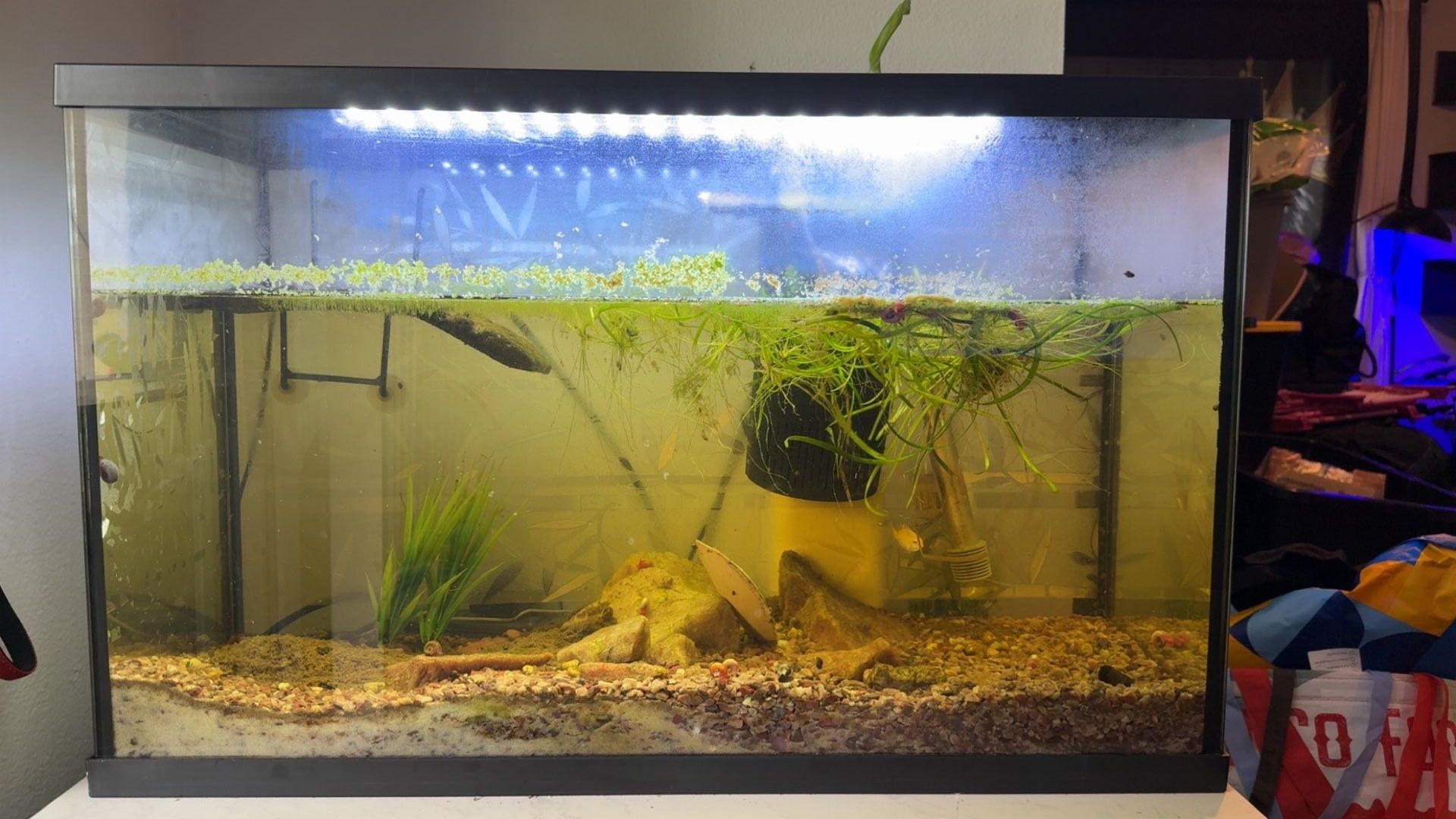29 Gallon Fish Tank