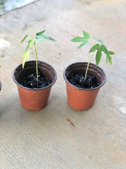 Papaya plants(ORGANIC)