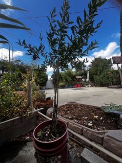 4’ Pomegranate tree granadas