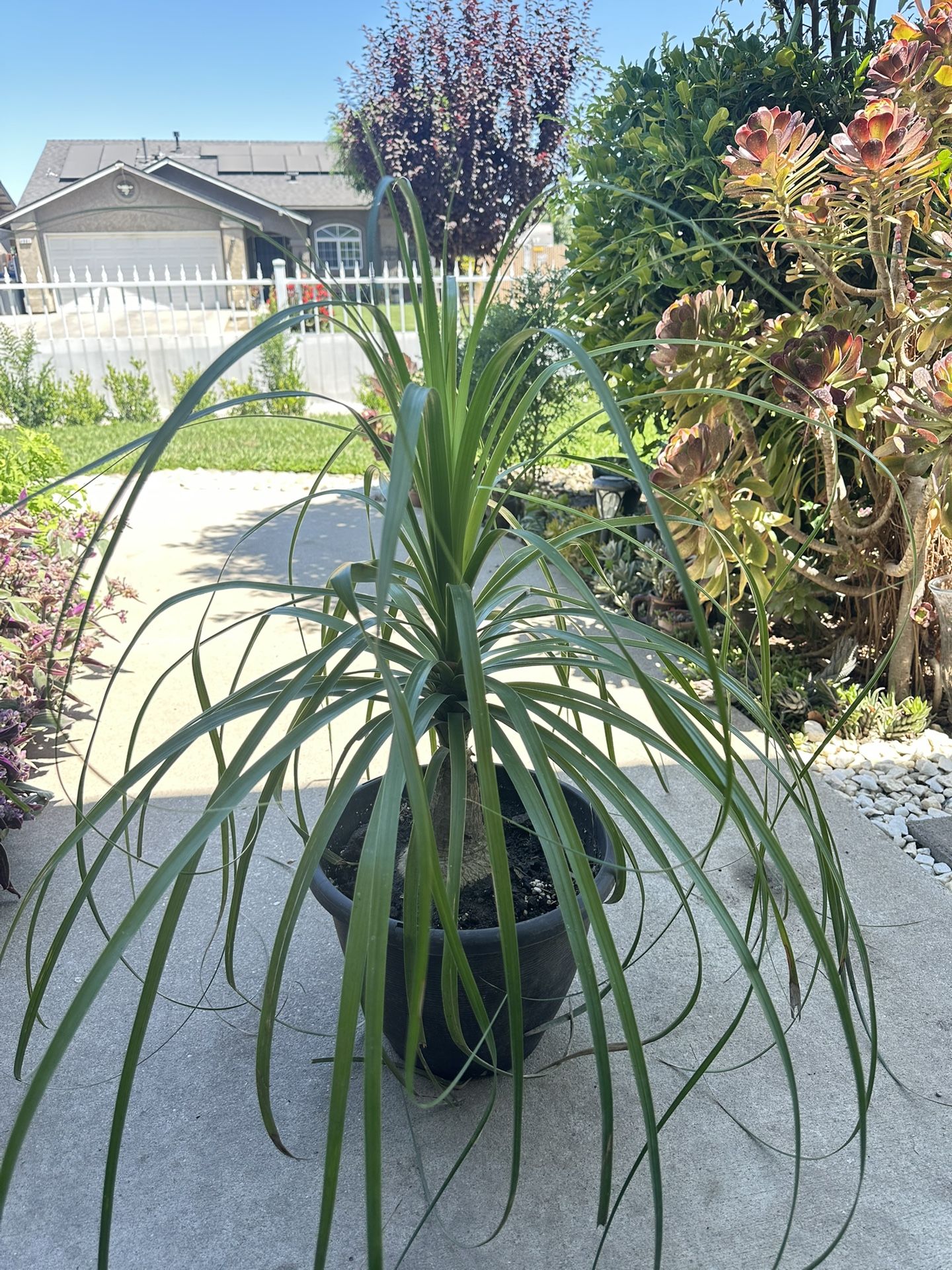 Beautiful Pony Tail In 12” Pot