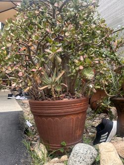 flowerpot