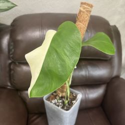 Monstera Albo Half Moon 