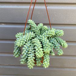 6” donkey tail