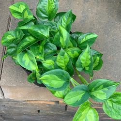 Rare Lush Trailing Reverted Manjula Pothos Money Plant/ House Plant/ Indoor Plant/ House Plant Flower Patio Garden