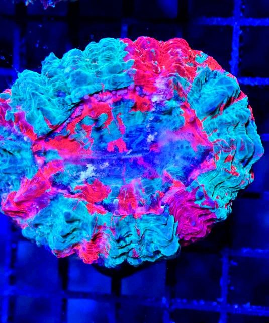 🔥CORALS DECORATIONS FOR MARINE TANK OVER 500 CORALS IN STOCK PICK-UP - DELIVERY - SHIP