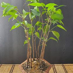 Forest Style Ficus Bonsai Tree
