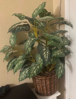 Plant - decoration tree