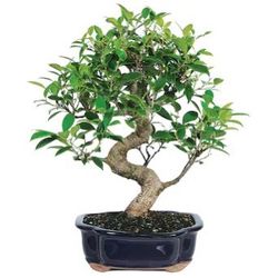 Bonsai Cuttings