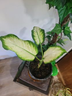 $5 diaffenvachia  plant 
