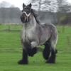 Horsedude