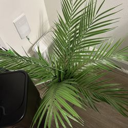 Large Plant 
