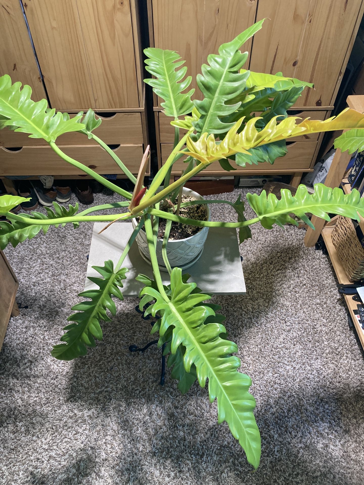 Golden Crocodile Philodendron Plant