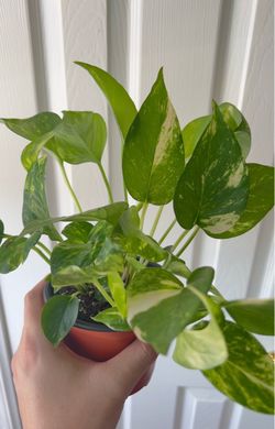 Pothos