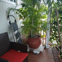 Beautiful Eureka Palm In Rustic Por 