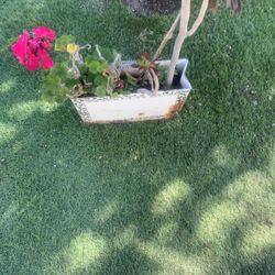 4 Kinds Of Flower In A Container For 12$