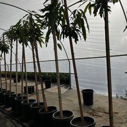Large Mango Trees 