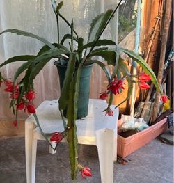 Medium Cactus Red blooming flower plant