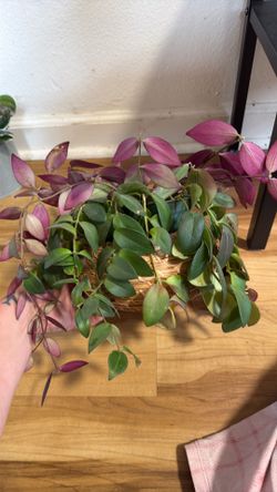 Lipstick plant