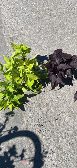 Sweet potato vines