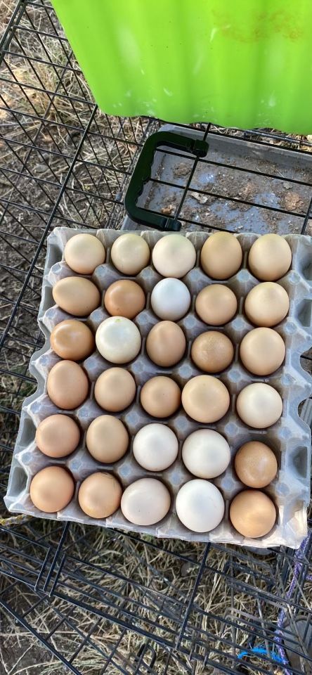 Organic Eggs