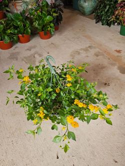 Yellow Lantana Beautiful And Healthy HANGING BASKETS PLANTS ARRIVED. $14 each