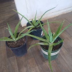 Aloe Vera Plants 